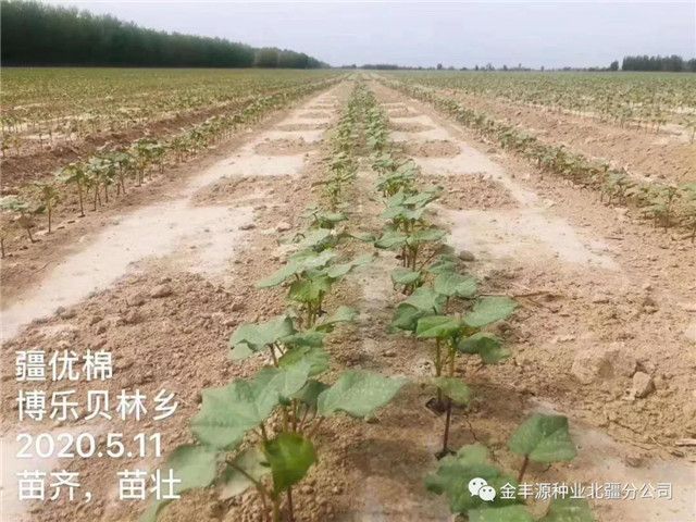 棉花水溶肥